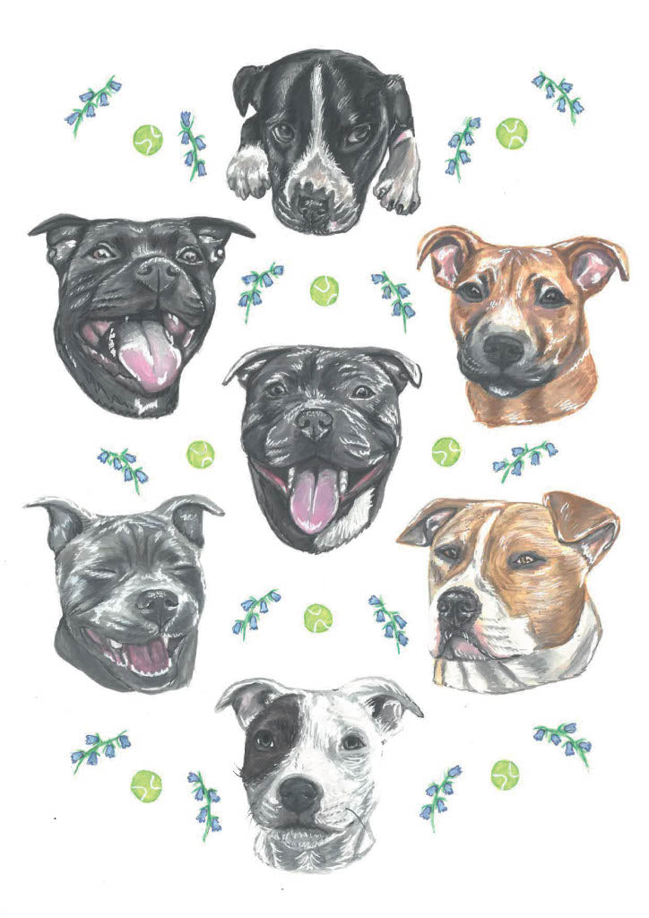 Staffy