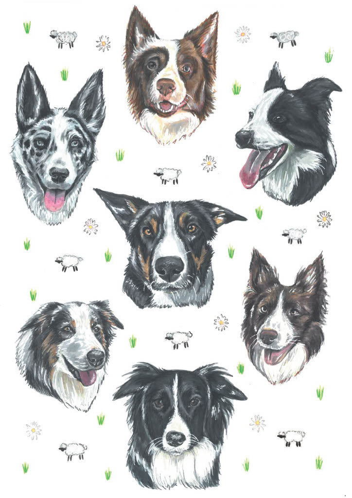 Collie