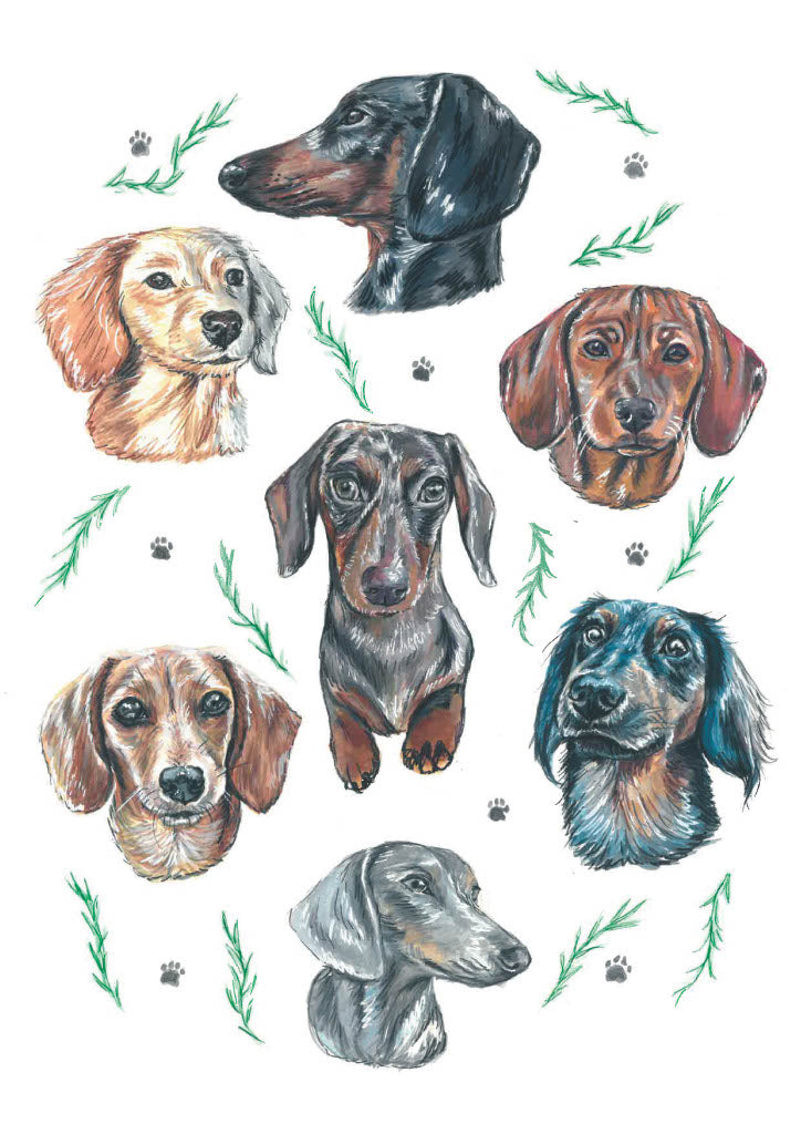 Dachshund