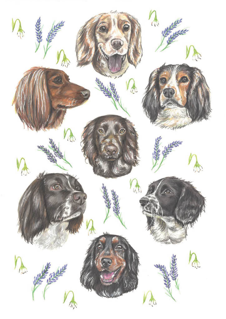 Spaniel