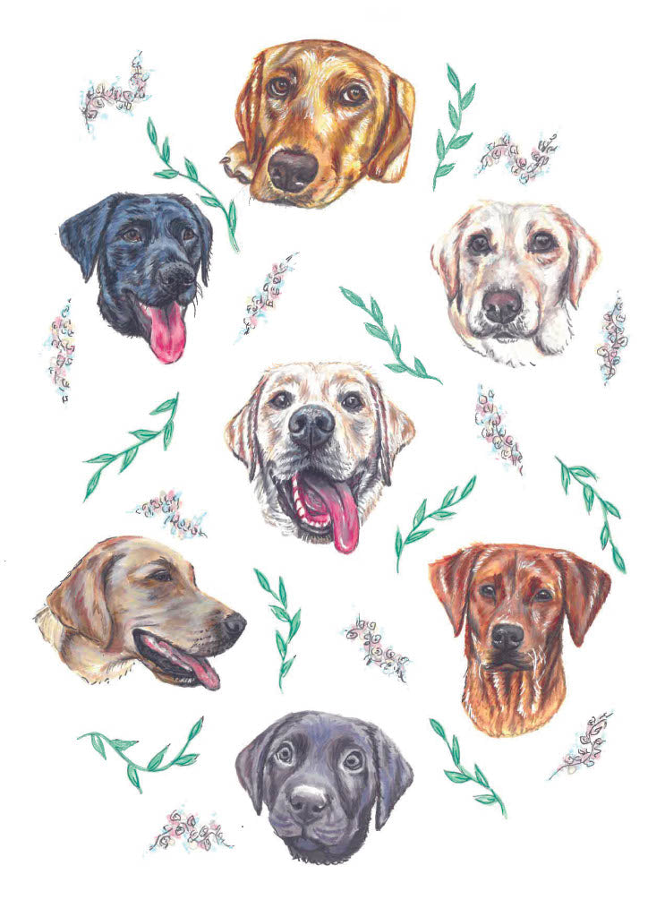 Labrador
